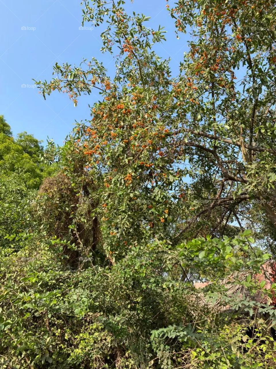 gundi tree