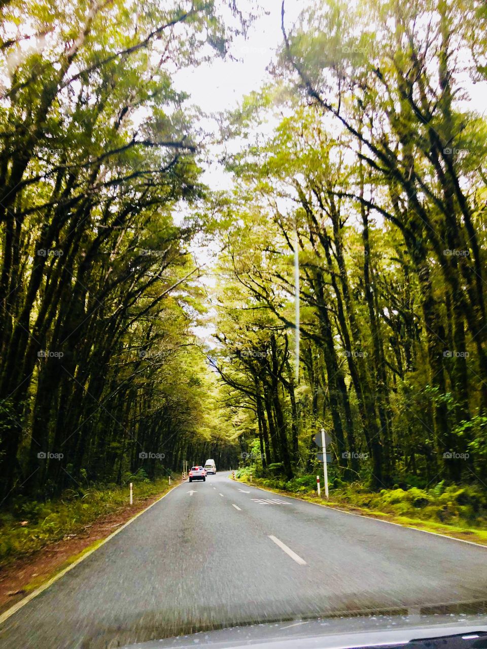 A road trip to Remember, with a beautiful leaf around and twinkle sounds of birds 