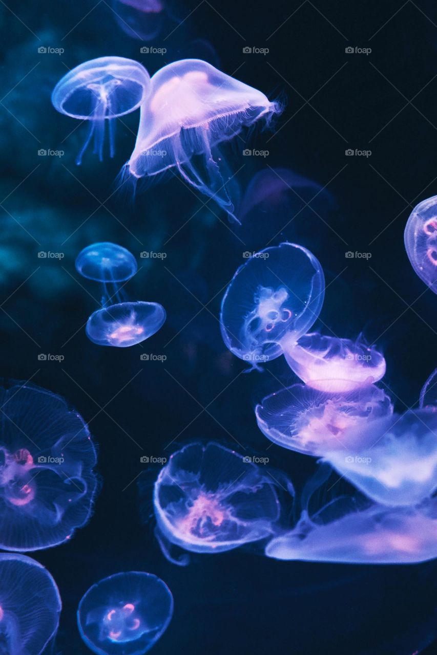 Beautiful jellyfish in the sea