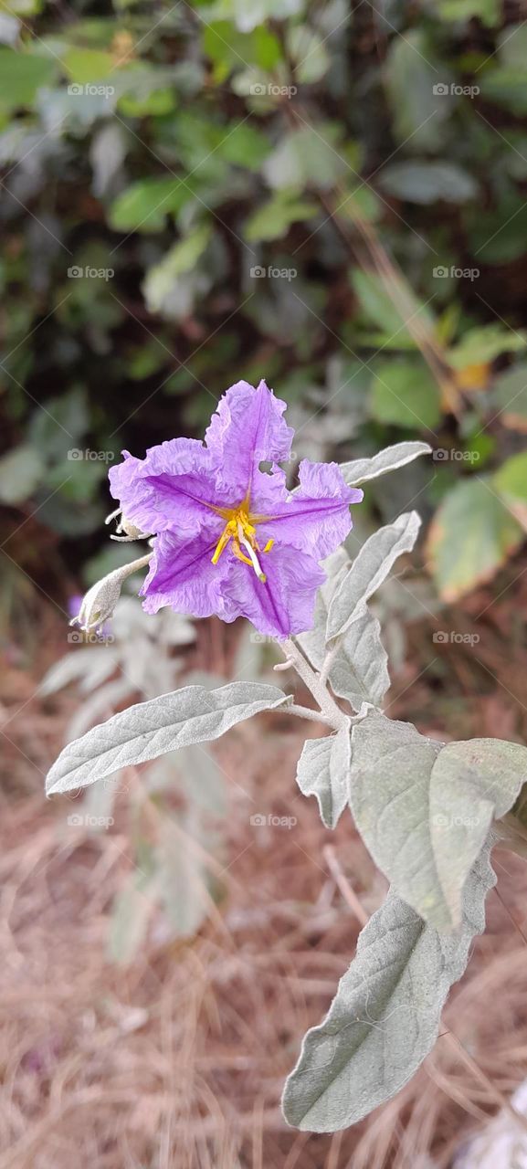 Solanum elaeagnifolium💜💛💜
Picture #2
By me :)