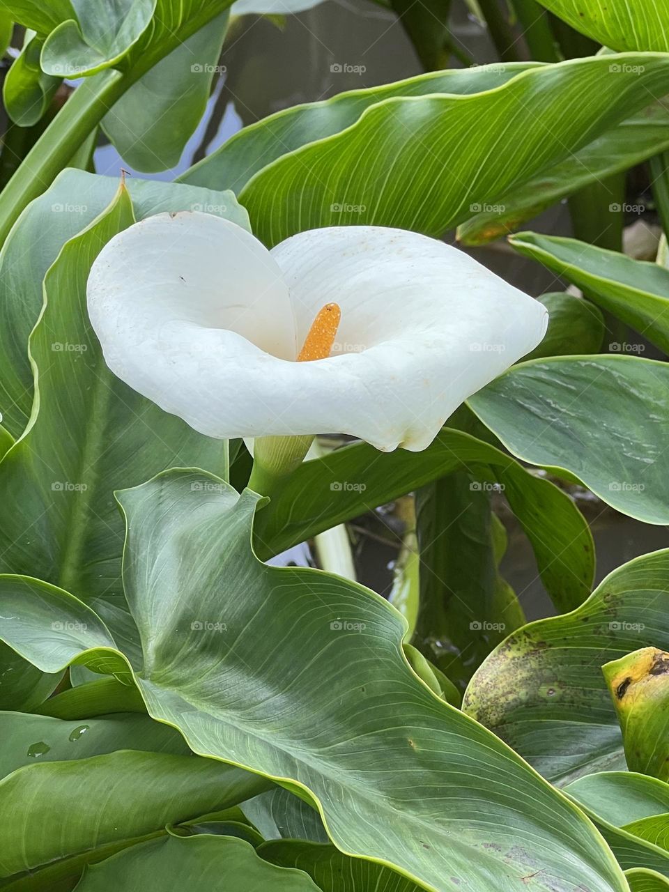 Alocasia in Yang Ming Shan 
