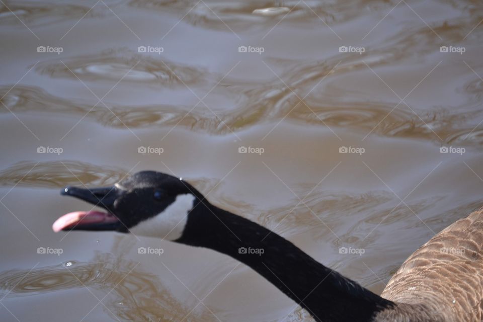 A geese making noise