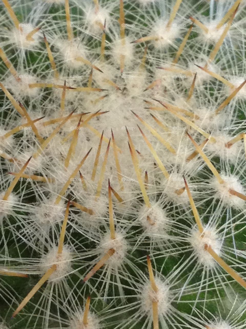 Full frame of cactus texture