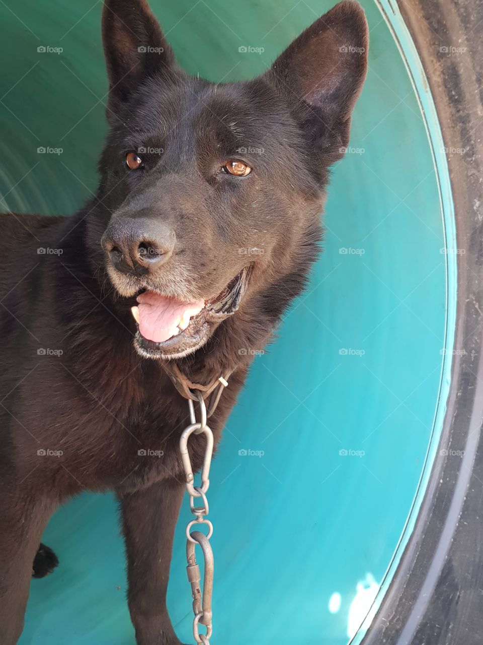 Man's forever friend