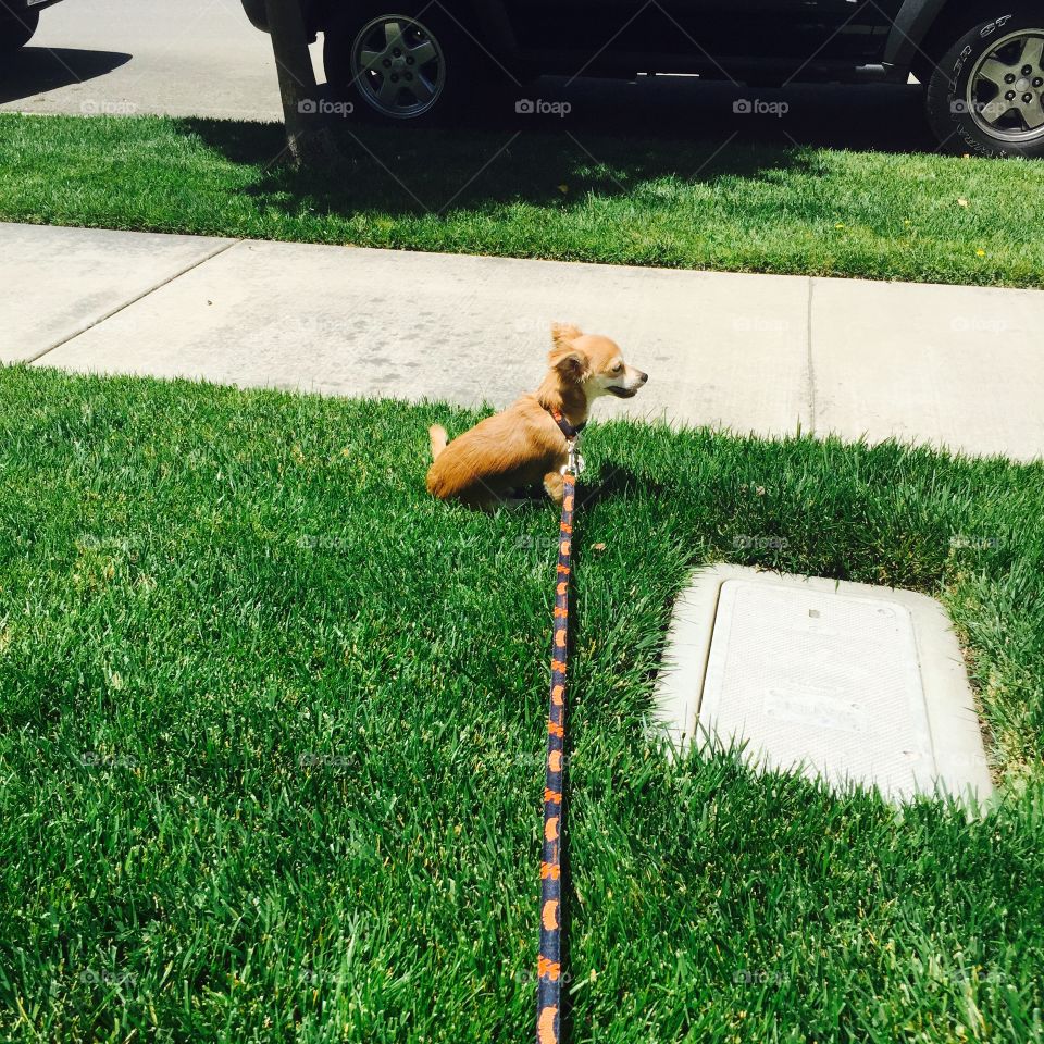 Little man. First outside walk