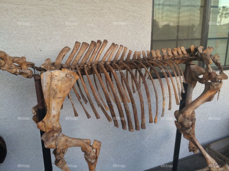 Horse rib cage