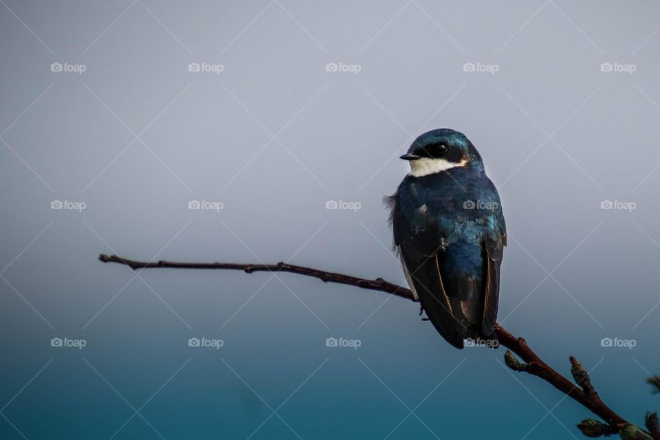 Tree swallow