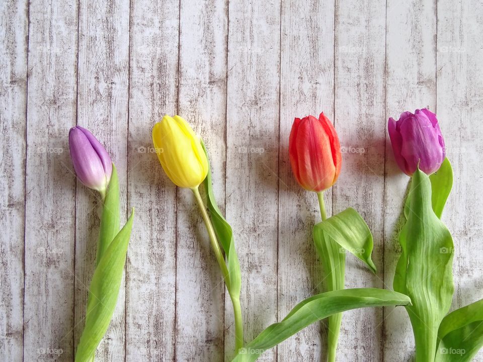 Four tulips