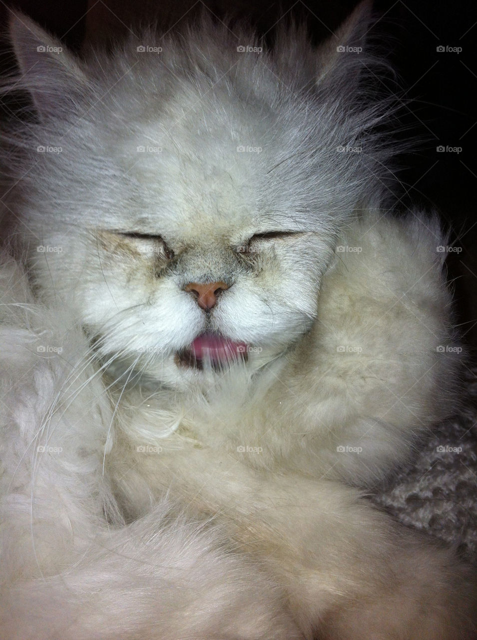 katt hår perser silvershaded by ka71