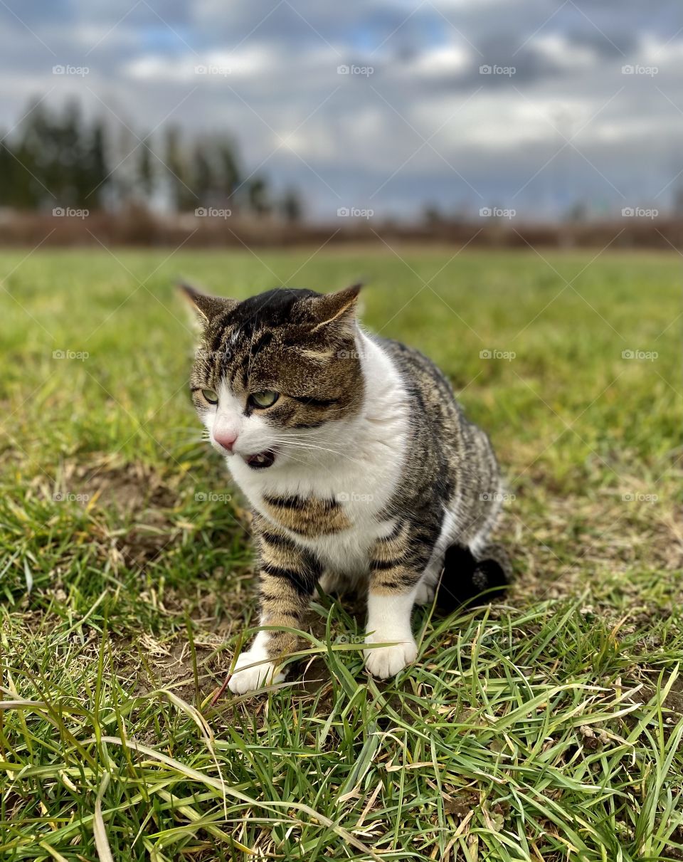 the cat is sitting on the grass