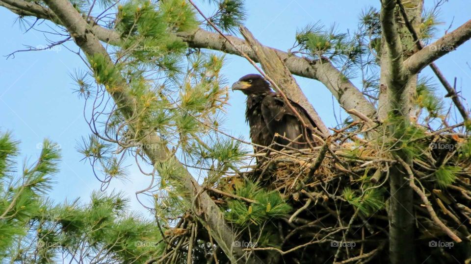 Immature Bald Eagle fledgling