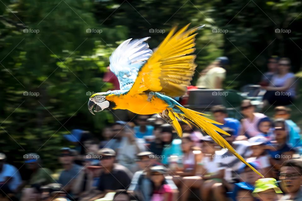 Colorful parrot is flying over the crowd of people