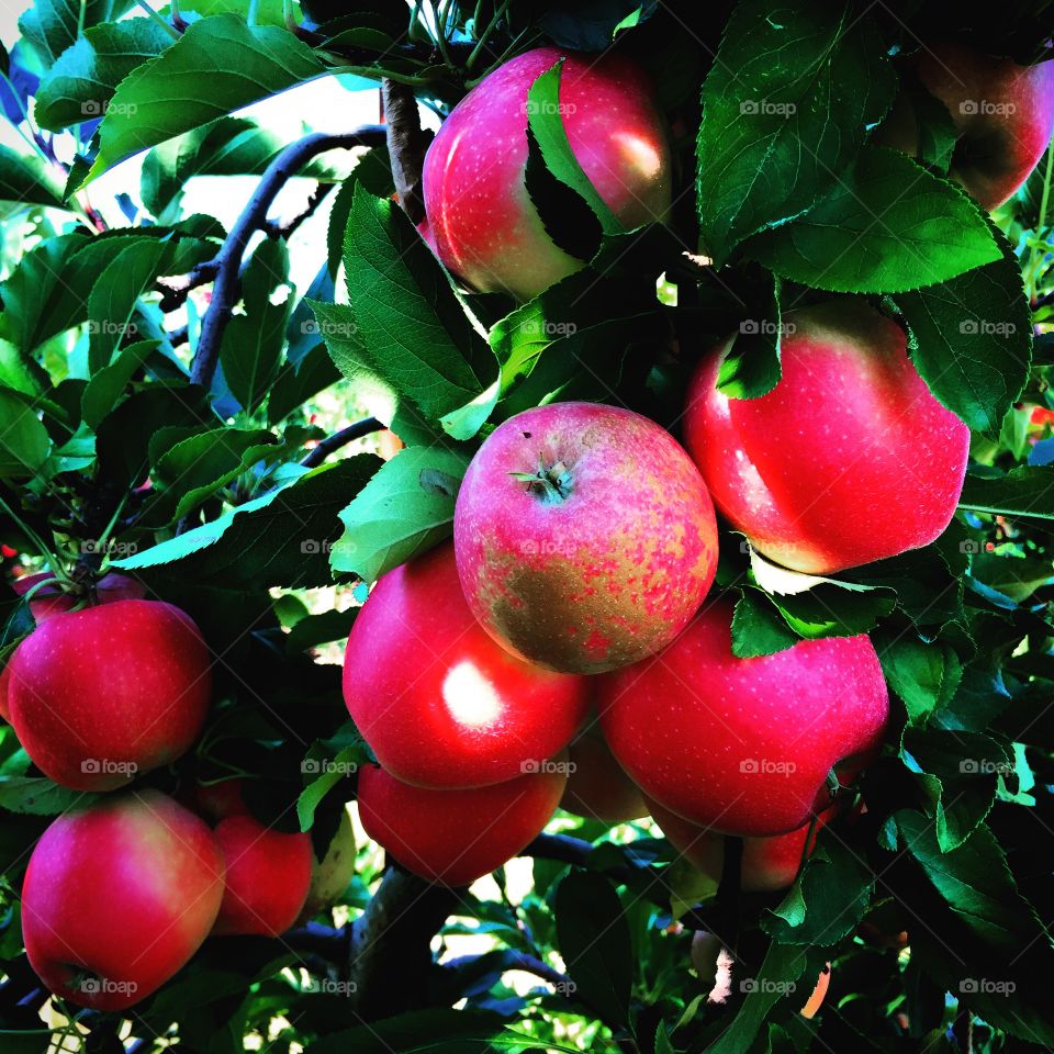 Apples at Russell Orchards, Ipswich 