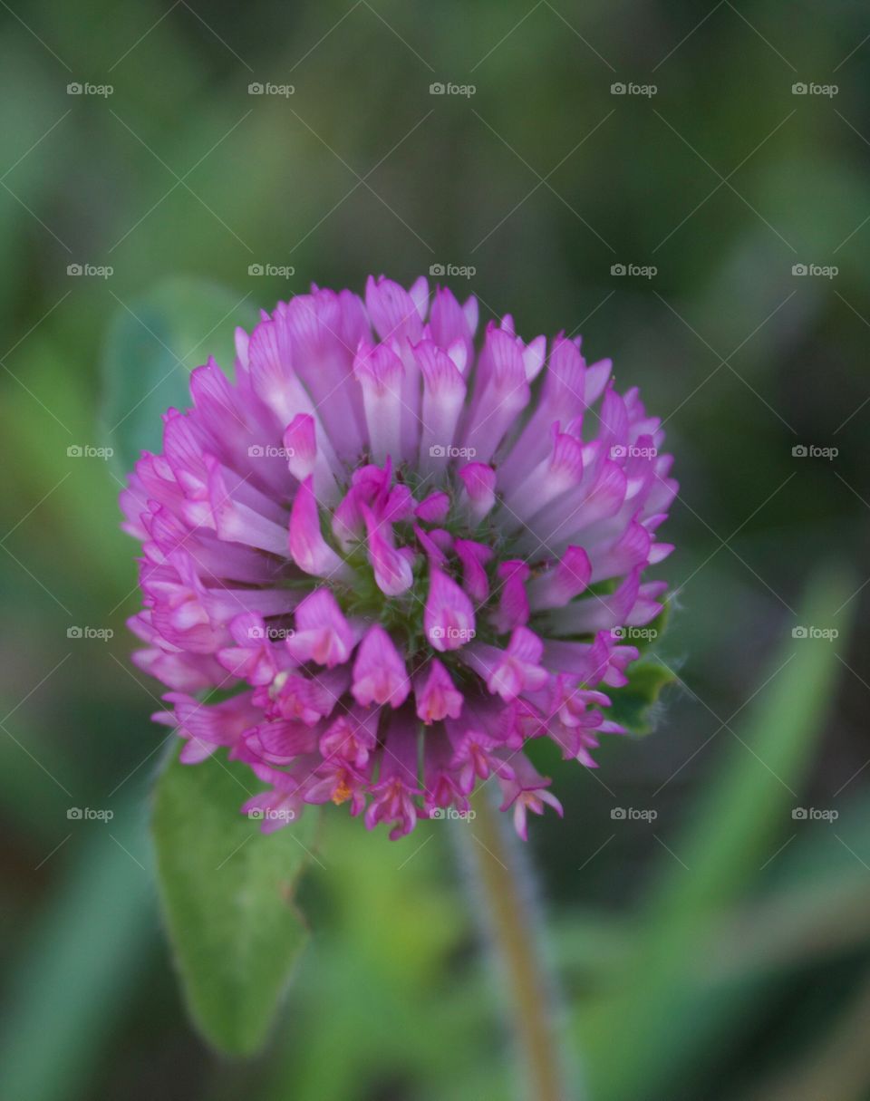 Red clover blossom closeup