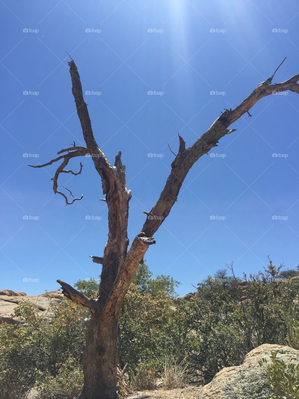 Lone tree in Arizona desert. 