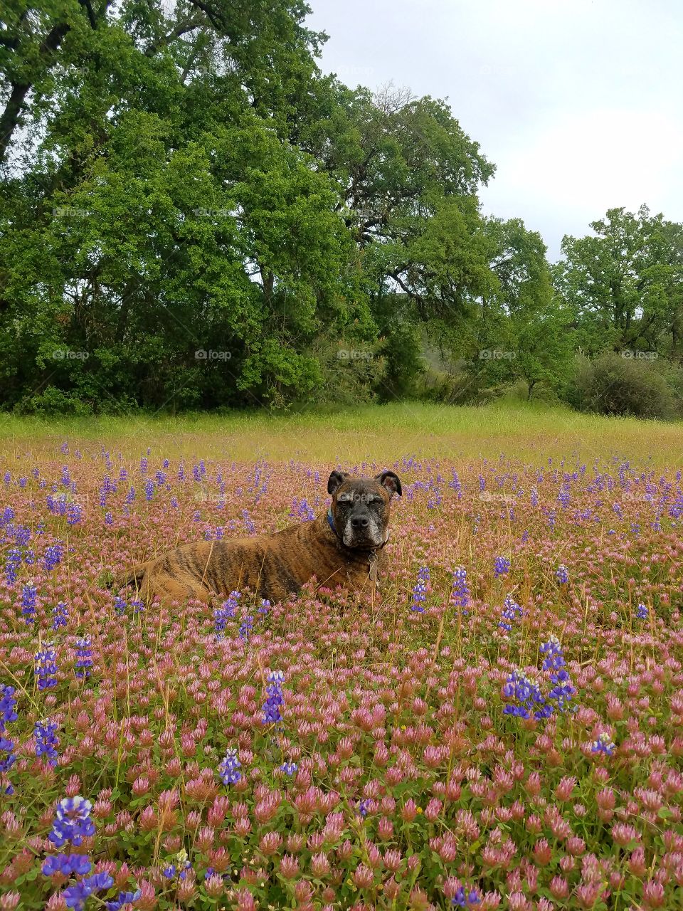 Thor in the wildflowers