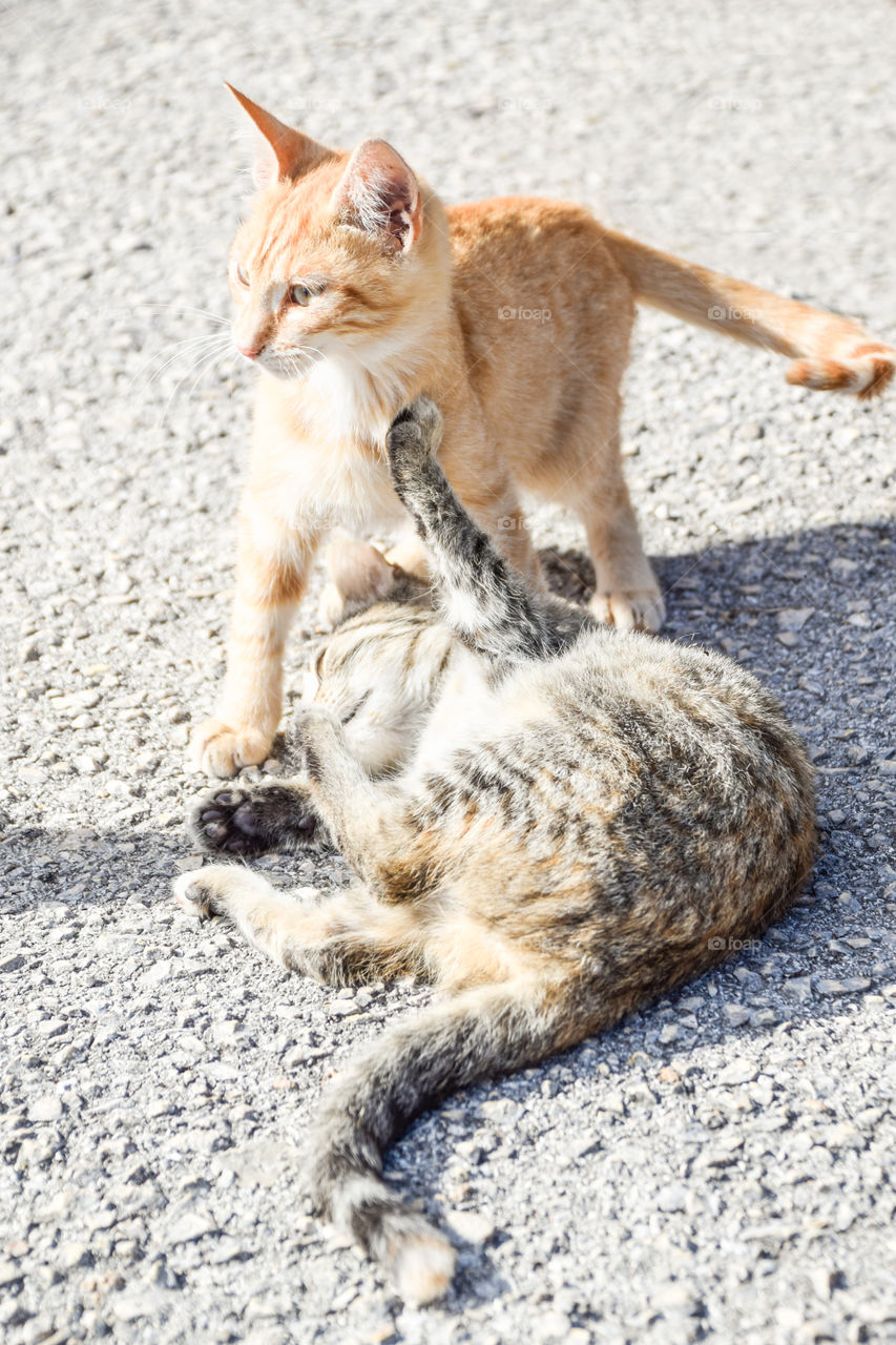 Two Cats Fighting
