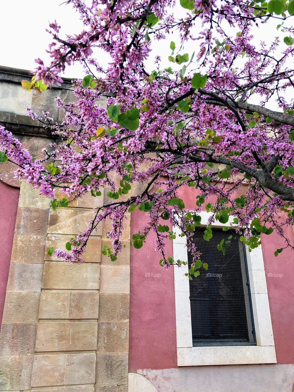 Barbie style! Pink wall and purple blooming tree 