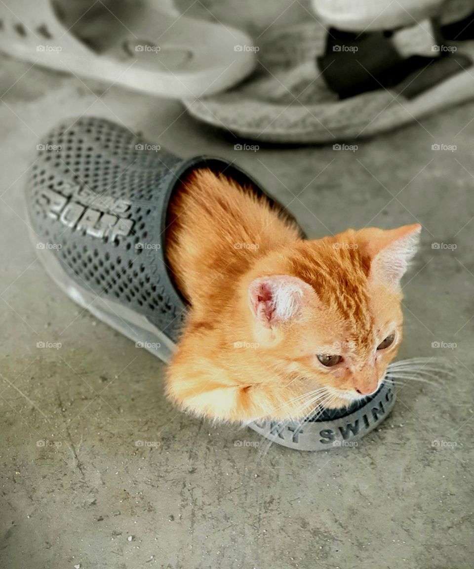 Puss in Shoes