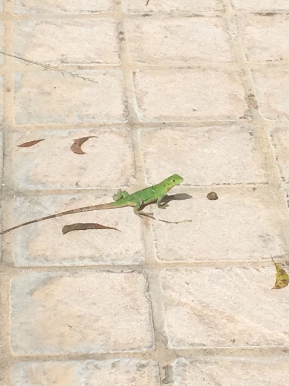 Little lizard 