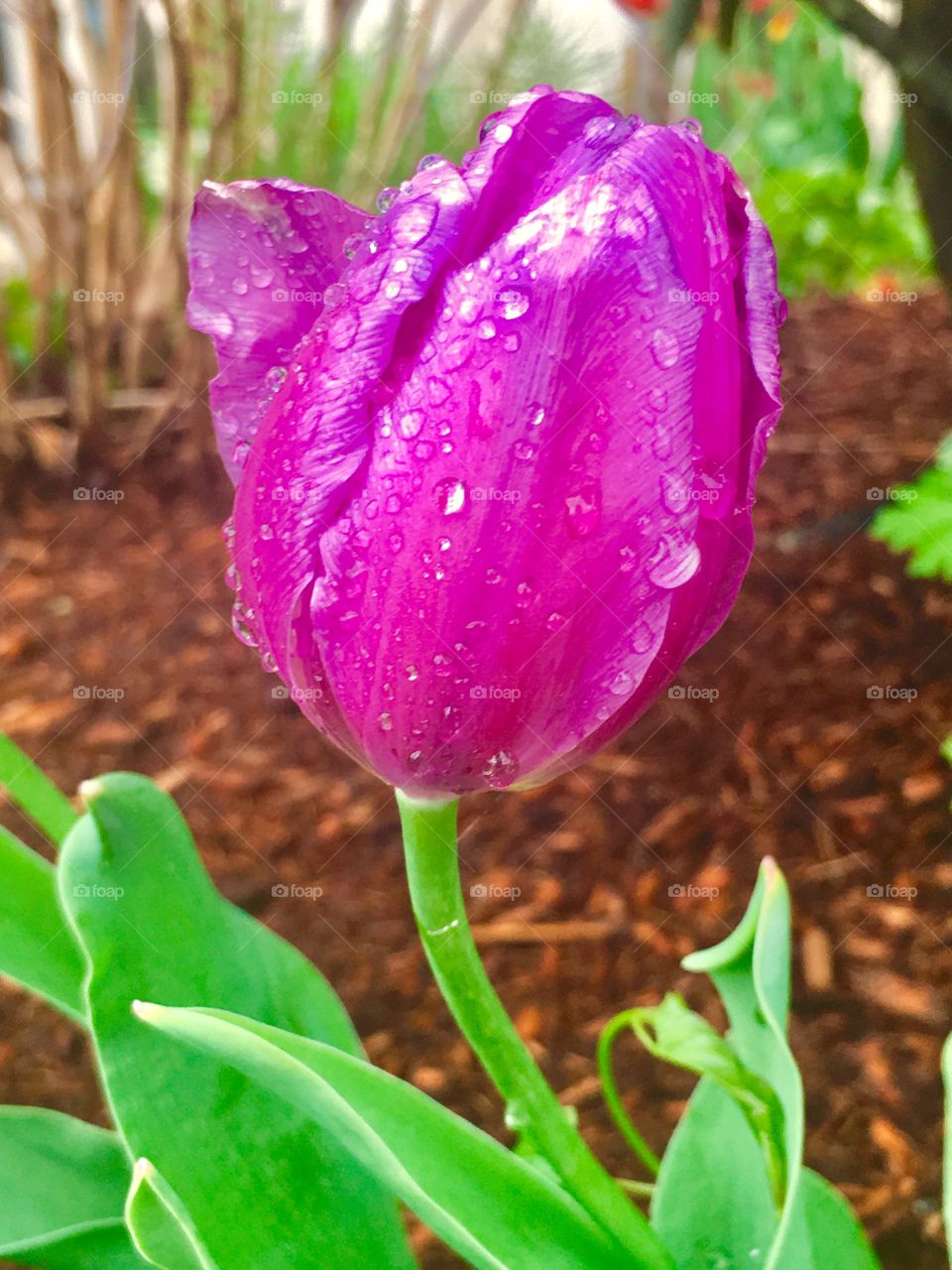 Hope Springs Eternal 