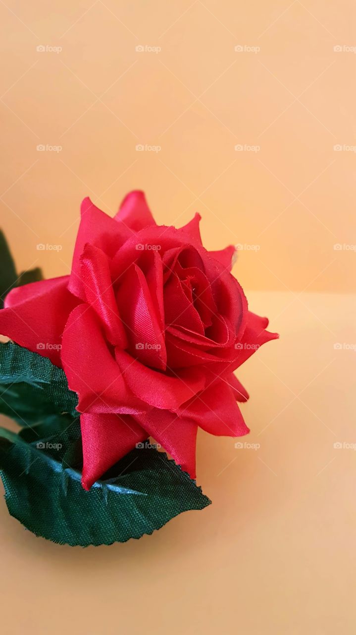 red rose