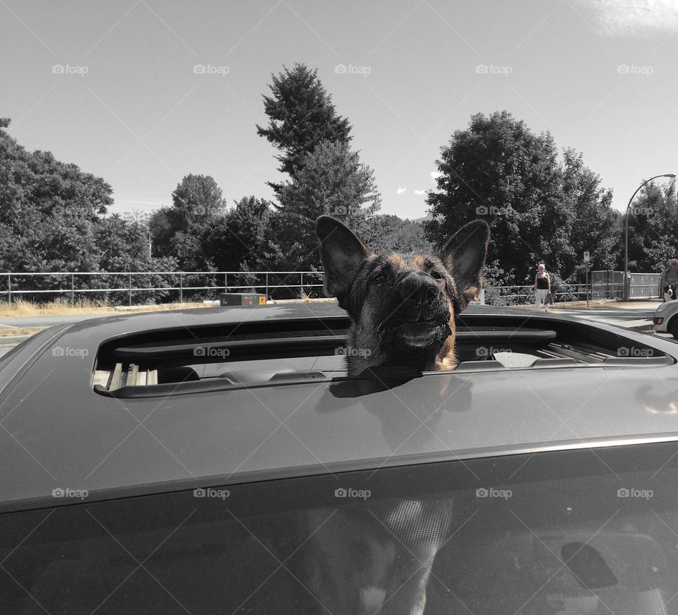 Dogs in a car window. German Shepherd popping up!. German Shepherd with head through car sunroof