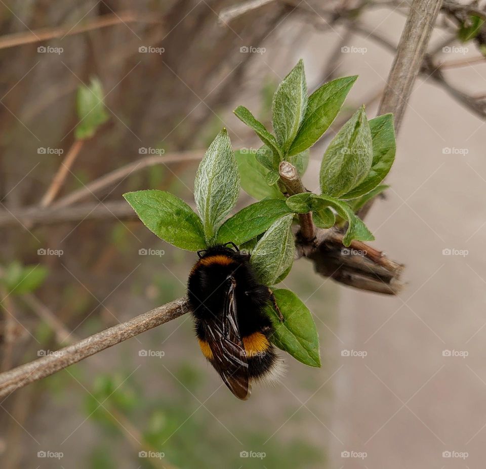 Hello Spring 💛💚 I'm Bumblebee🐝 I like this season 🐝💚