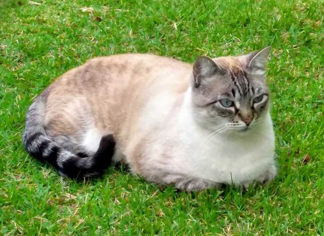 Sweet cat 😻