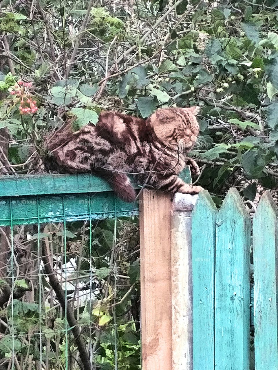 старый кот сидит на заборе.Летний, теплый день, сад, зелень в саду