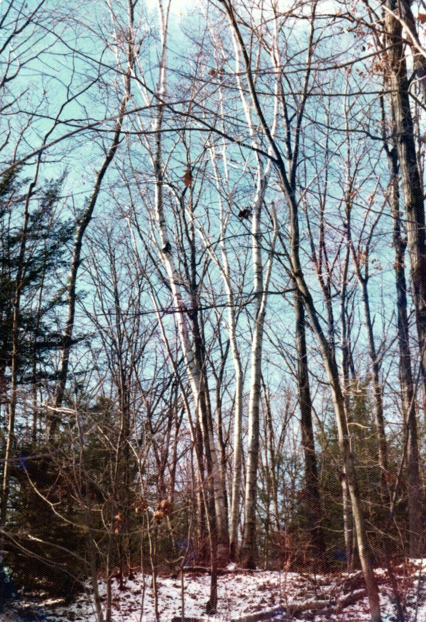 birch trees in winter. cluster of white birch trees in winter woods