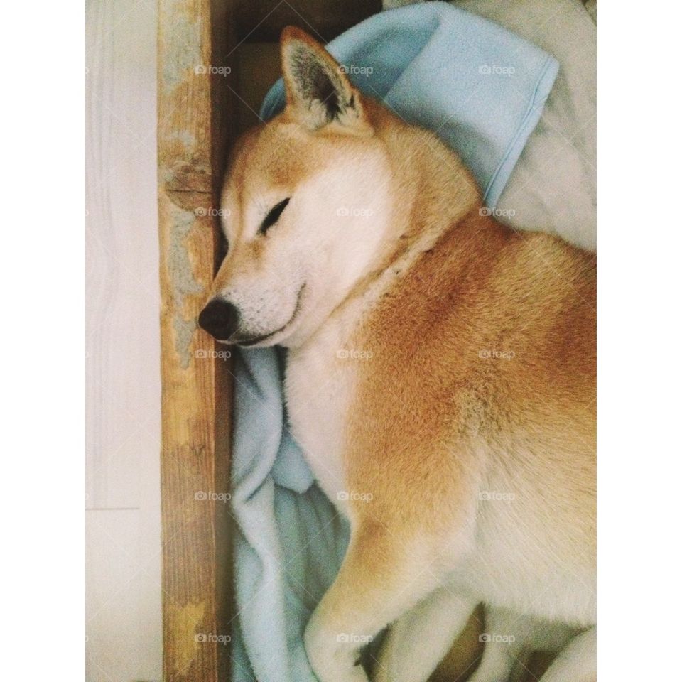 When the fox sleeps