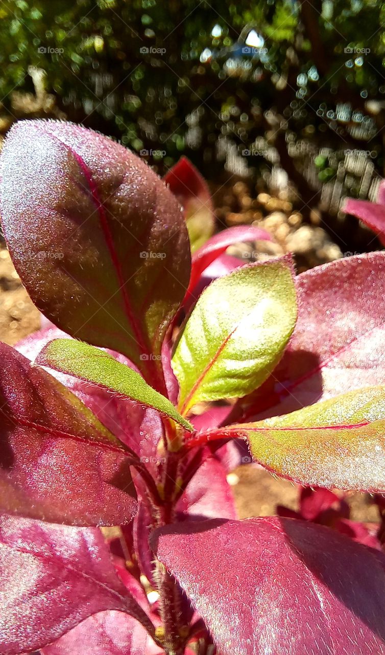 Alternanthera brasiliana