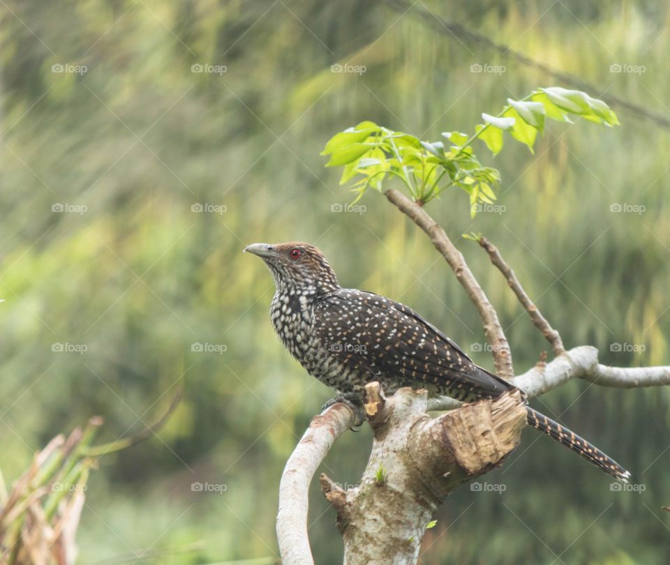 The Asian koel (Eudynamys scolopaceus)is a member of the cuckoo order of birds, the Cuculiformes. It is found in the Indian Subcontinent, China, and Southeast Asia. It forms a superspecies with the closely related black-billed koels,