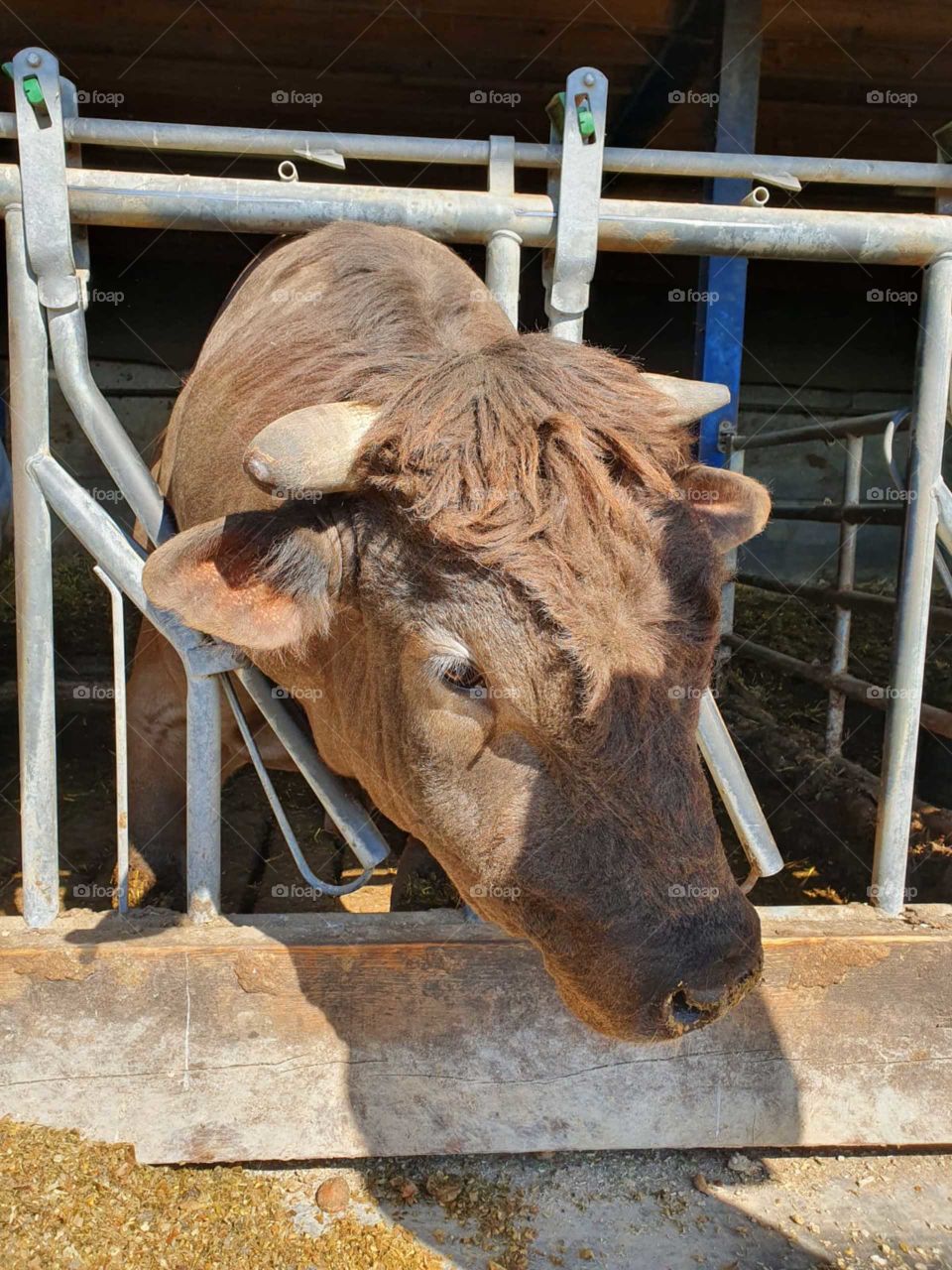 A cow's  head looks out of his stable Netherland