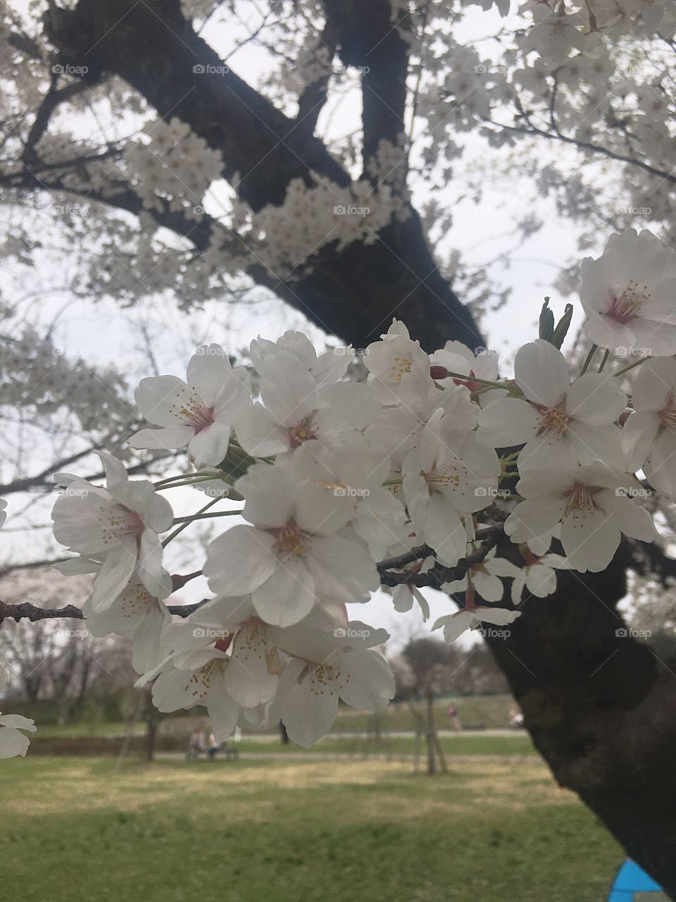 Japanese CherryBlossom🌸