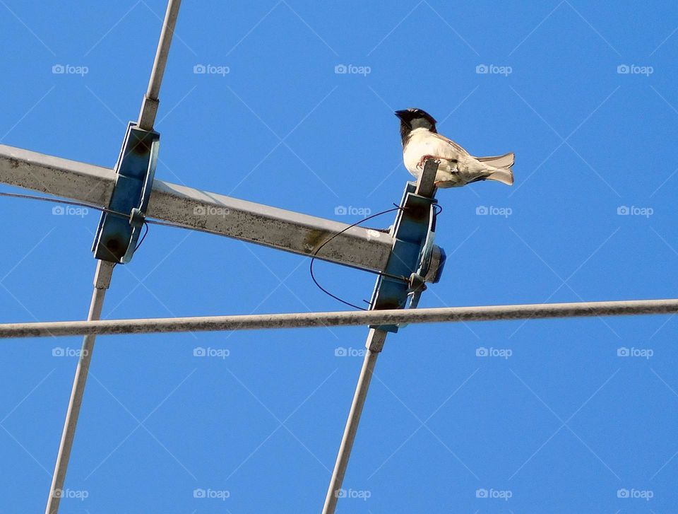 bird on the antenna