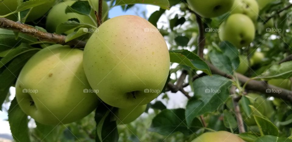 close up view for apple during late summer in Batna city fields in deep Algerian mountains