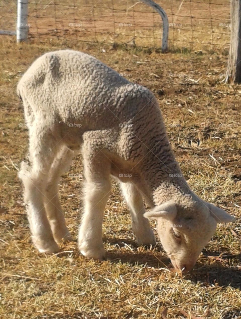 Spring Lamb