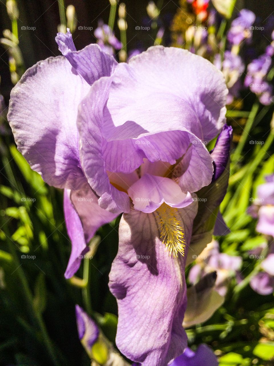 Iris in Bloom. Spring continues to march toward summer. 