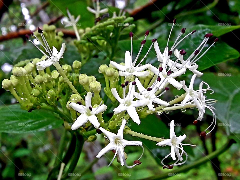 Wild blooming flowers every where droplet on it's