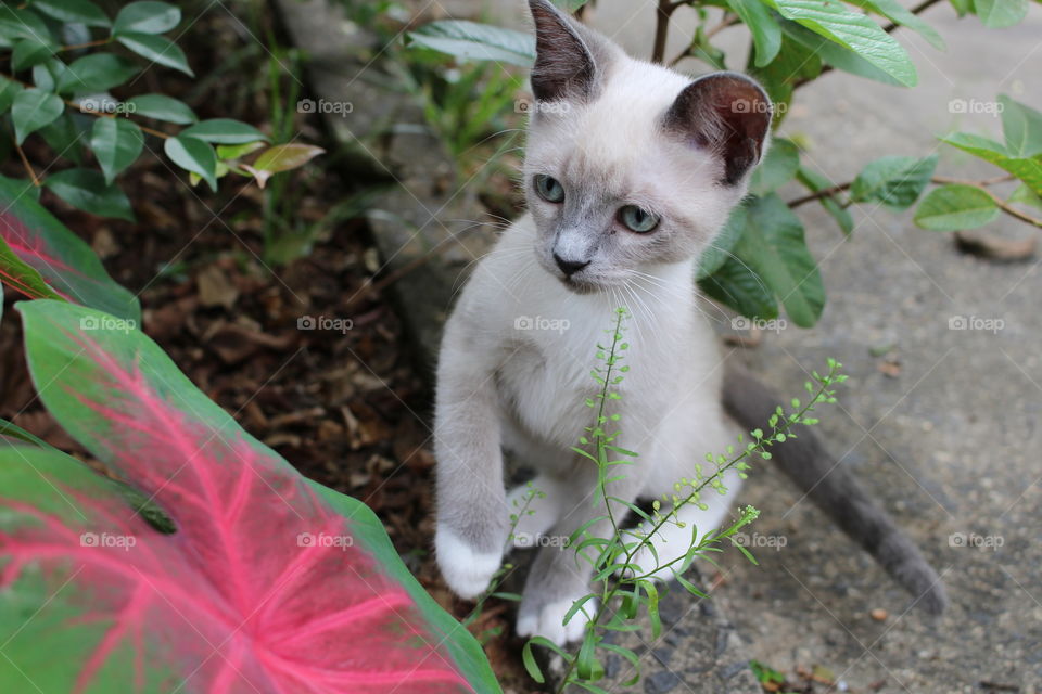 Luke, my cat at the garden 
