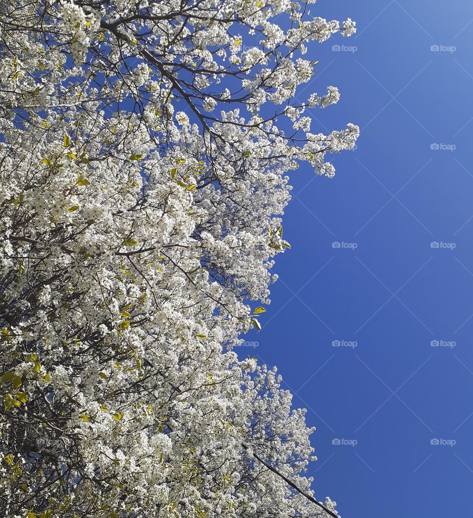 Spring Blossoms vs Blue Sky