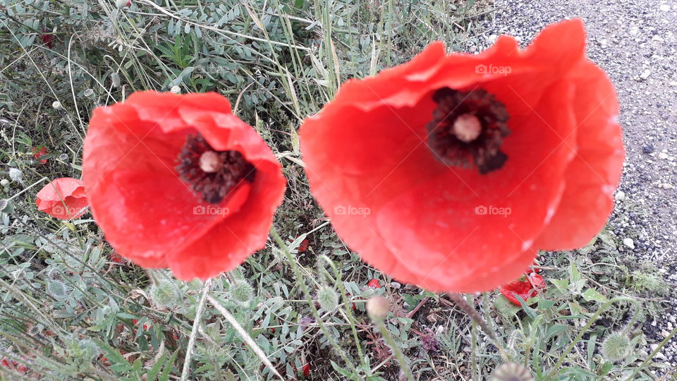 red poppies