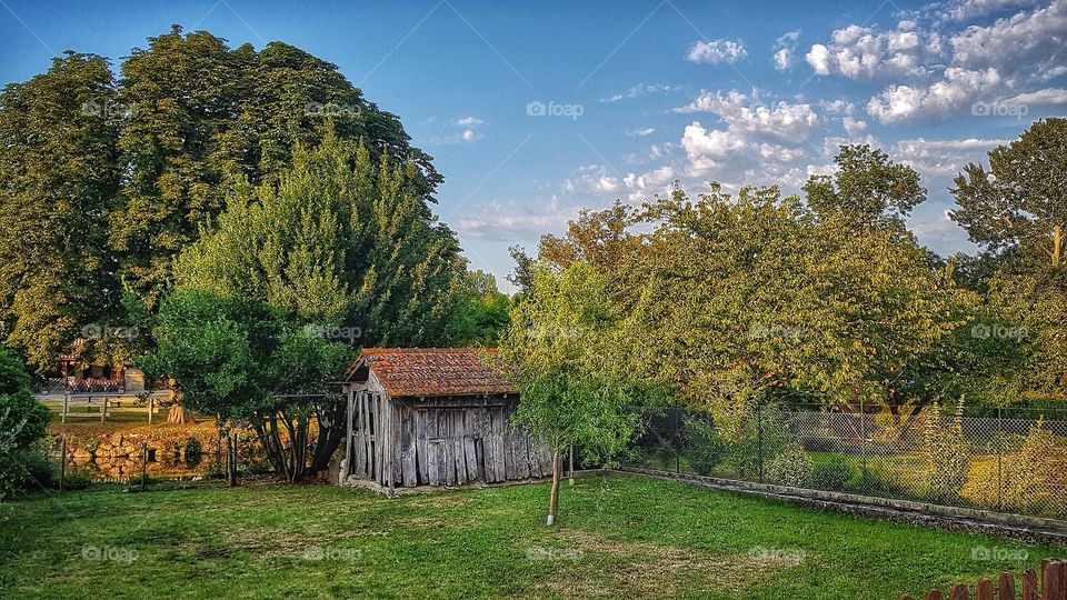 My back garden, France summer 2019