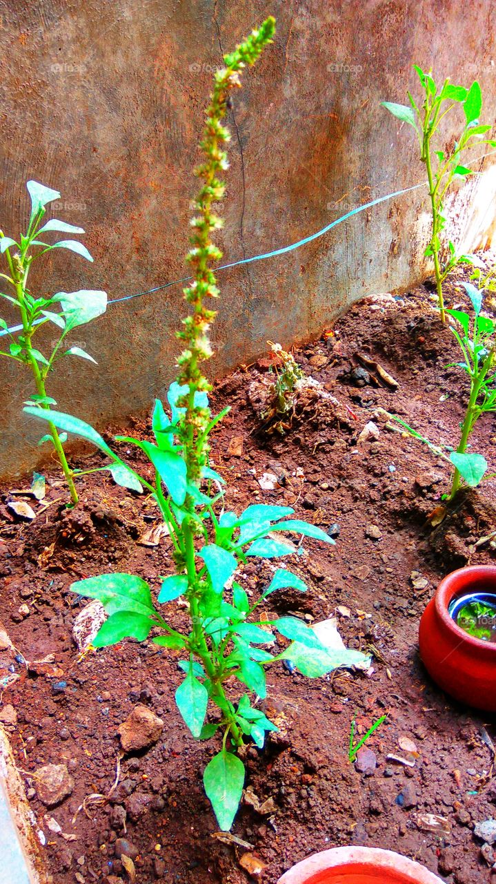 Vegetables plants