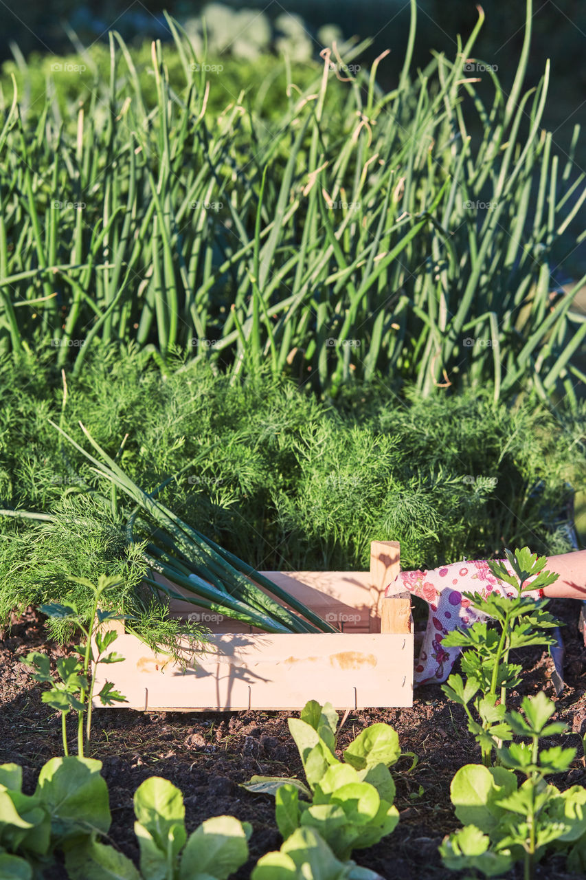Woman working in a home garden in the backyard, picking the vegetables and put to wooden box. Candid people, real moments, authentic situations