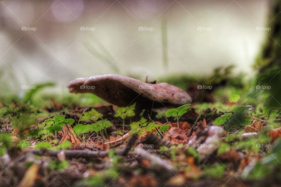 In the woods. Day out with my boys and my camera..... Neither minded a bit of rain.