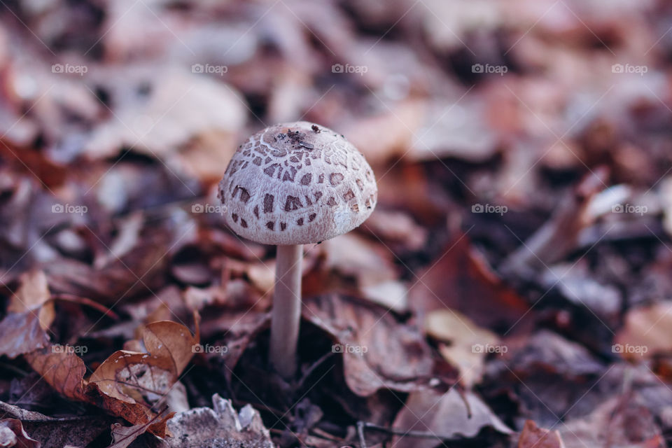 Autumn mushroom 