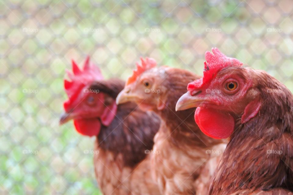 The in tune portrait of the hens..